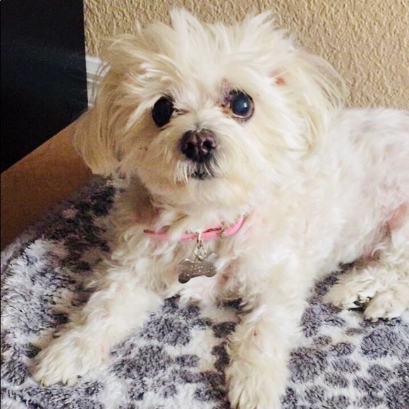 Meet your Posher, Celina - Picture 2 of 2